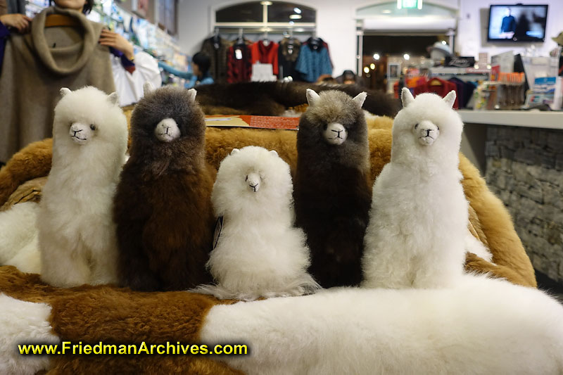 scenic,holiday,tourist,souvenir,shop,sheep,alpaca,fur,cuddly,